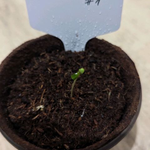 Mila #1 growlog timeline photo