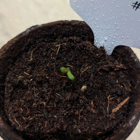 Hana #2 growlog timeline photo