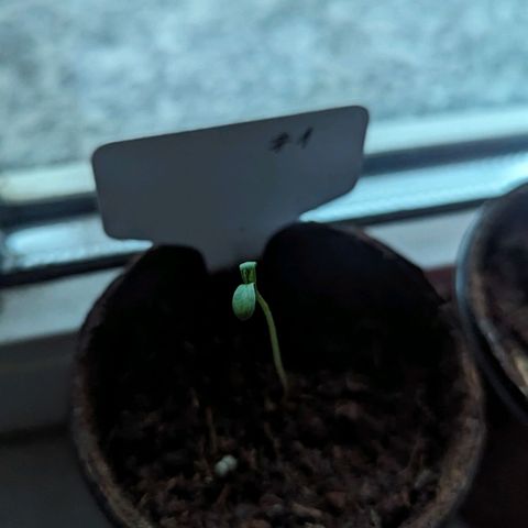 Mila #1 growlog timeline photo