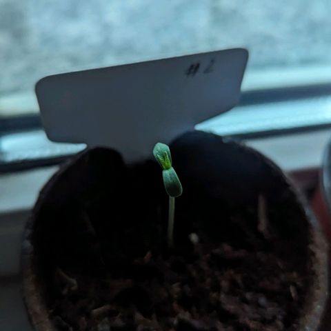 Hana #2 growlog timeline photo
