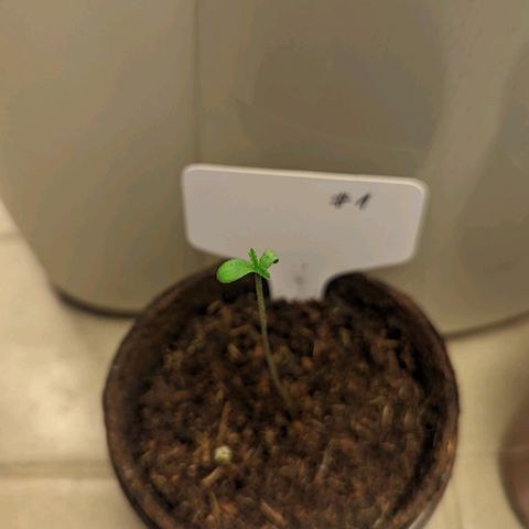 Mila #1 growlog timeline photo