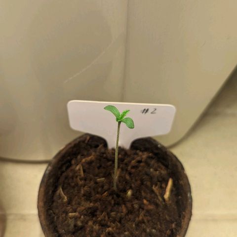Hana #2 growlog timeline photo