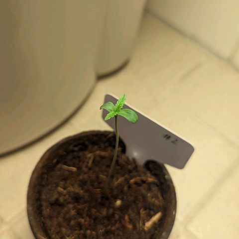 Hana #2 growlog timeline photo
