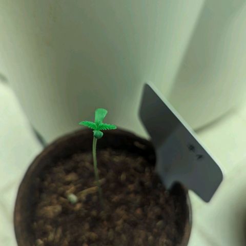 Mila #1 growlog timeline photo