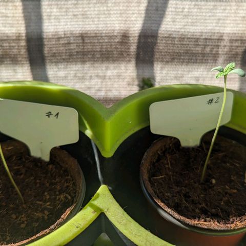 Mila #1 growlog timeline photo