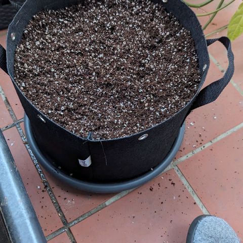 Mila #1 growlog timeline photo