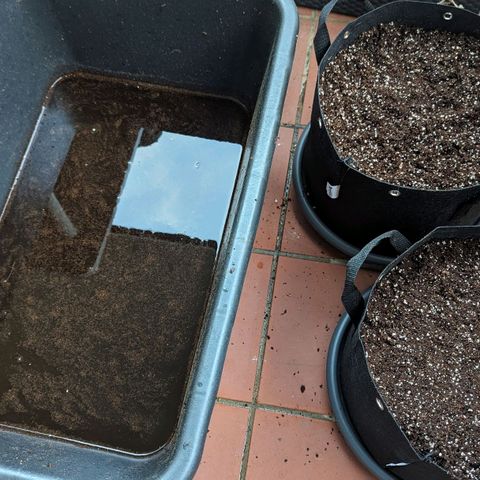 Mila #1 growlog timeline photo