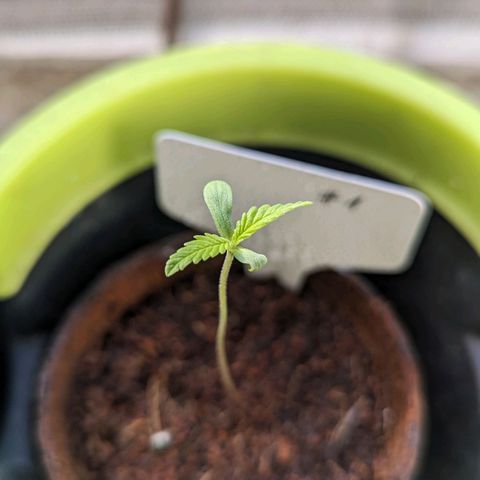 Mila #1 growlog timeline photo
