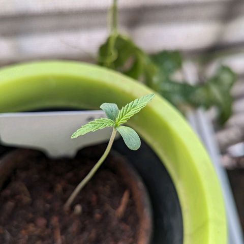 Hana #2 growlog timeline photo