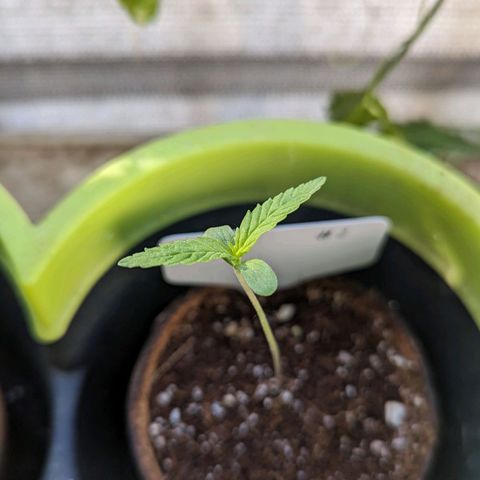 Hana #2 growlog timeline photo