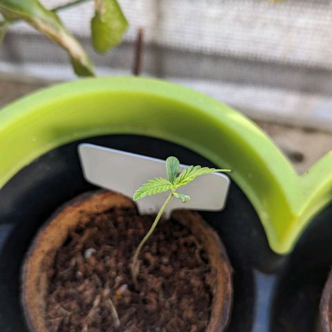 Mila #1 growlog timeline photo