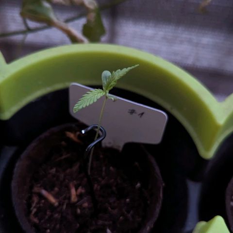 Mila #1 growlog timeline photo