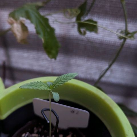 Hana #2 growlog timeline photo