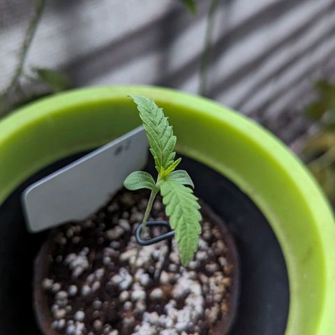 Hana #2 growlog timeline photo