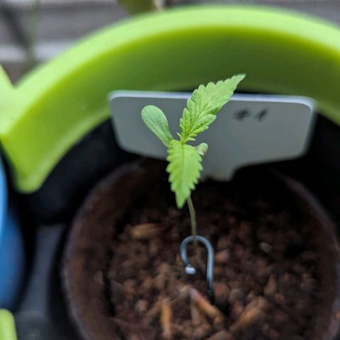 Mila #1 growlog timeline photo
