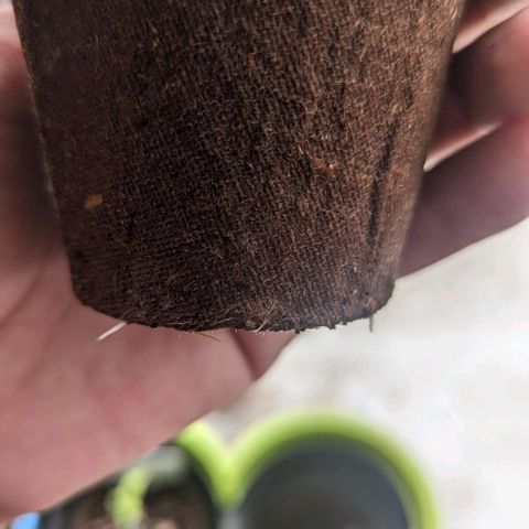 Hana #2 growlog timeline photo