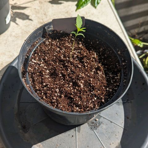 Hana #2 growlog timeline photo