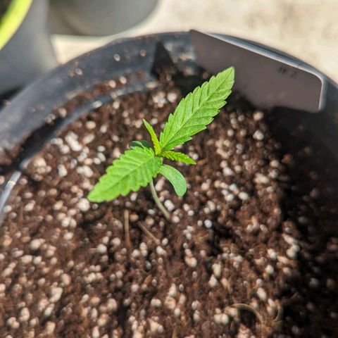 Hana #2 growlog timeline photo