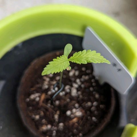 Mila #1 growlog timeline photo