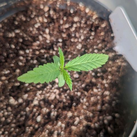 Hana #2 growlog timeline photo