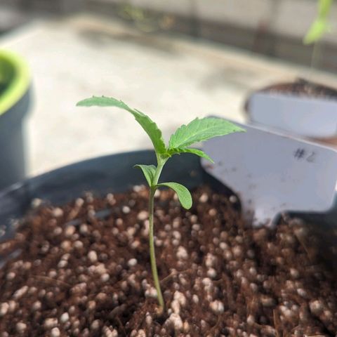 Hana #2 growlog timeline photo
