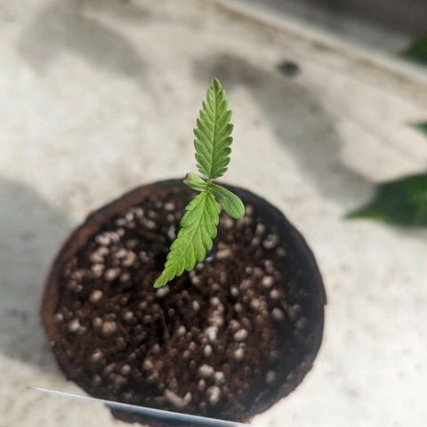 Mila #1 growlog timeline photo