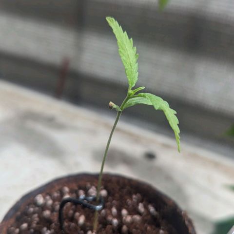 Mila #1 growlog timeline photo