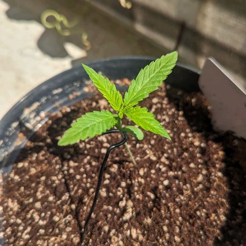 Hana #2 growlog timeline photo