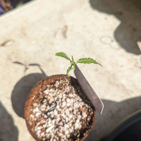 Mila #1 growlog timeline photo