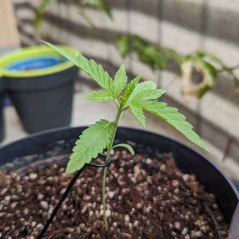 Hana #2 growlog timeline photo