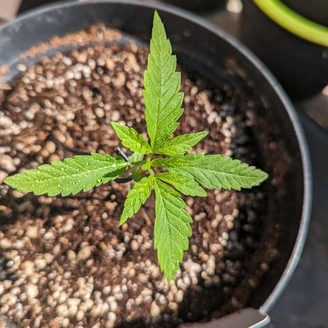 Hana #2 growlog timeline photo