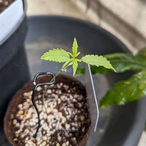Mila #1 growlog timeline photo