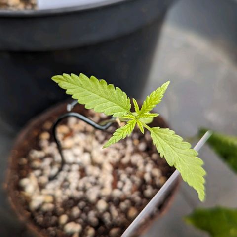 Mila #1 growlog timeline photo