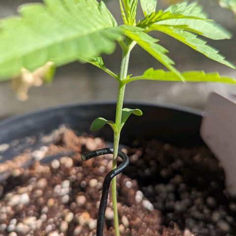 Hana #2 growlog timeline photo