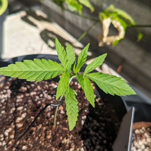 Hana #2 growlog timeline photo