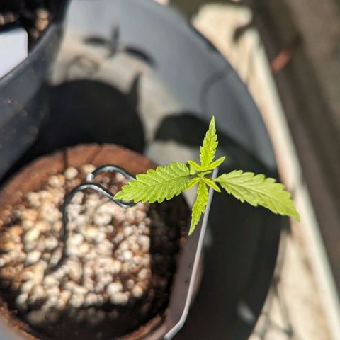 Mila #1 growlog timeline photo