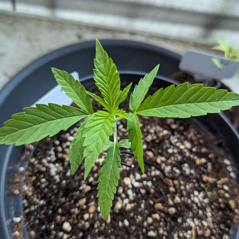 Hana #2 growlog timeline photo