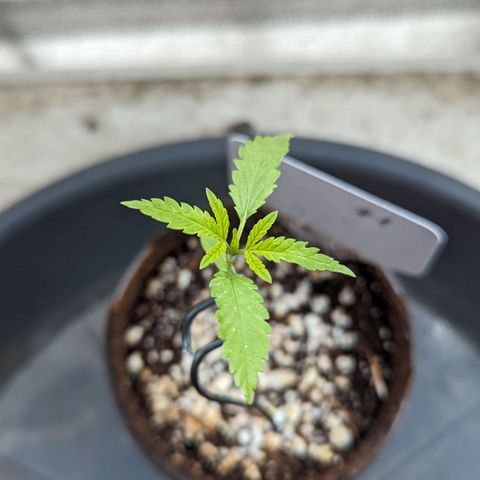 Mila #1 growlog timeline photo