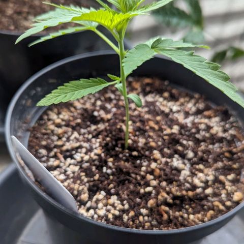Hana #2 growlog timeline photo