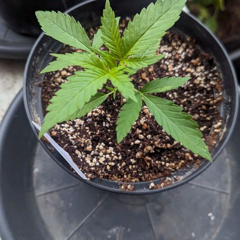 Hana #2 growlog timeline photo