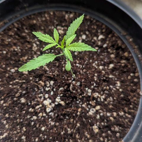 Mila #1 growlog timeline photo