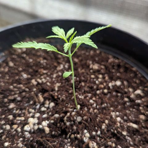 Mila #1 growlog timeline photo