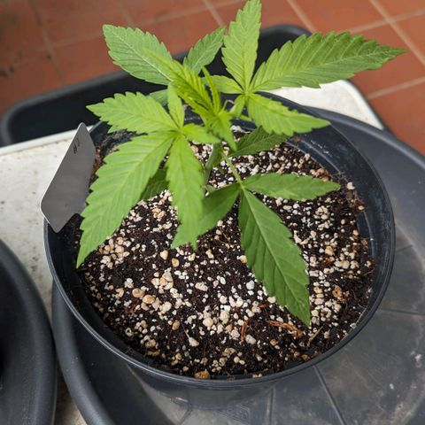 Hana #2 growlog timeline photo