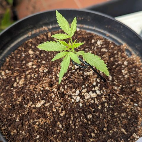 Mila #1 growlog timeline photo