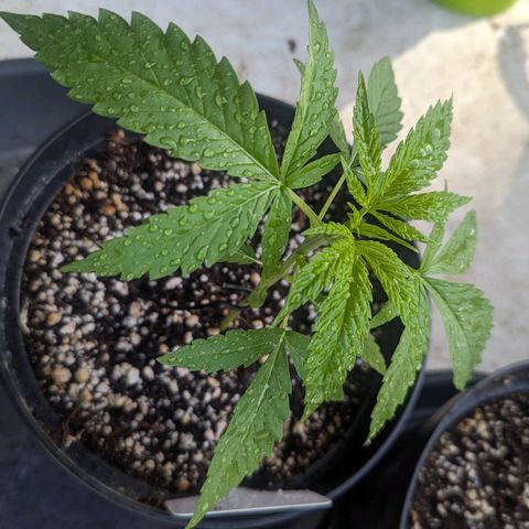 Hana #2 growlog timeline photo