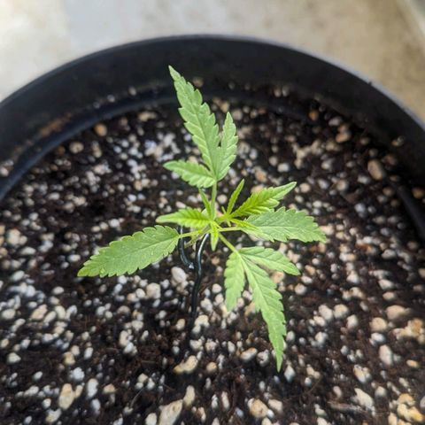 Mila #1 growlog timeline photo