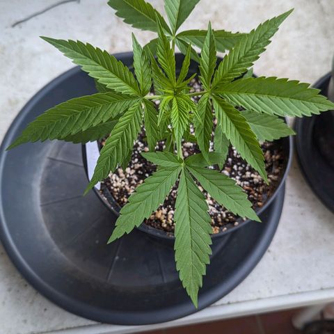 Hana #2 growlog timeline photo