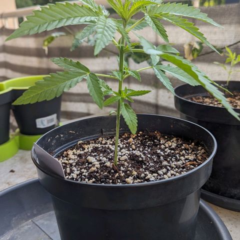 Hana #2 growlog timeline photo