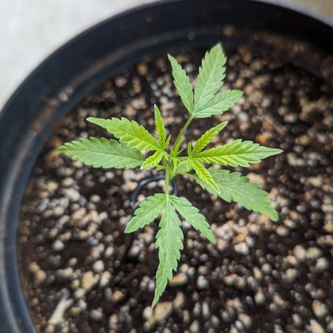 Mila #1 growlog timeline photo