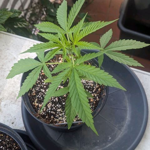 Hana #2 growlog timeline photo